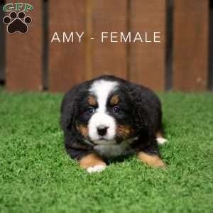 Amy, Bernese Mountain Dog Puppy